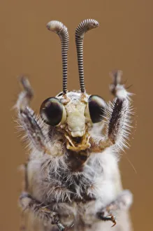 Ant Lion {Myrmeleontidae} adult head close up, Texas, USA Ant Lion {Myrmeleontidae} adult head close up, Texas, USA