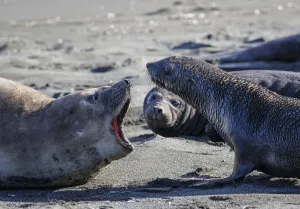Antarctic fur seal (Arctocephalus gazella), mother warning off curious juvenile Antarctic fur seal (Arctocephalus gazella), mother warning off curious juvenile