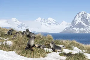 Antarctic fur seals (Arctocephalus gazella) resting on mounds of tussock grass surrounded Antarctic fur seals (Arctocephalus gazella) resting on mounds of tussock grass surrounded