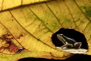 Anthonys poison-frog (Epipedobates anthonyi) seen through hole in leaf. Buenaventura Reserve Anthonys poison-frog (Epipedobates anthonyi) seen through hole in leaf. Buenaventura Reserve