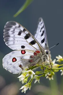 Apollo butterfly (Parnassius apollo) Nordtirol, Austrian Alps. June Apollo butterfly (Parnassius apollo) Nordtirol, Austrian Alps. June