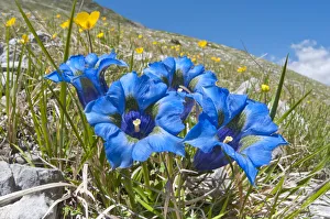 Appennine Trumpet Gentian (Gentiana dinarica) in flower, on roadside below Gran Sasso Appennine Trumpet Gentian (Gentiana dinarica) in flower, on roadside below Gran Sasso