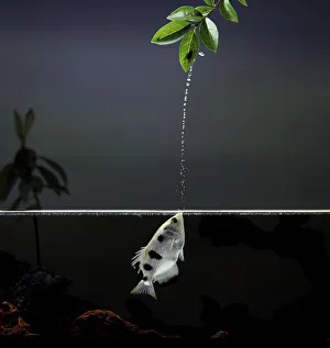Archer fish {Toxotes chatareus} jetting water to catch a fly on vegetation above. Captive Archer fish {Toxotes chatareus} jetting water to catch a fly on vegetation above. Captive