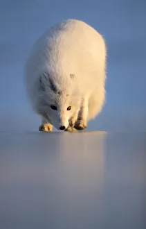 Arctic fox (Alopex lagopus) following scent, in winter pelage. Svalbard, Norway. April Arctic fox (Alopex lagopus) following scent, in winter pelage. Svalbard, Norway. April