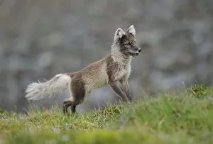 Arctic fox (Alopex lagopus) looking alert, Svalbard, Norway, July Arctic fox (Alopex lagopus) looking alert, Svalbard, Norway, July