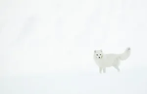 Arctic fox (Alopex lagopus) in snow. Svalbard, Norway. April Arctic fox (Alopex lagopus) in snow. Svalbard, Norway. April