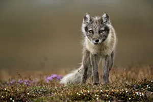 Arctic fox (Alopex lagopus) standing in tundra. Svalbard, Norway, July Arctic fox (Alopex lagopus) standing in tundra. Svalbard, Norway, July
