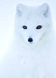Arctic fox (Alopex lagopus), in winter coat portrait, Svalbard, Norway, April Arctic fox (Alopex lagopus), in winter coat portrait, Svalbard, Norway, April