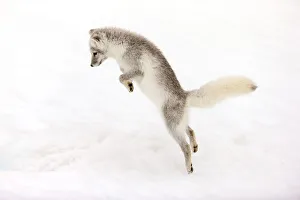 Arctic fox (Alopex lagopus) young fox pouncing, Iceland. October Arctic fox (Alopex lagopus) young fox pouncing, Iceland. October
