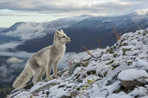 Arctic Fox (Alopex / Vulpes lagopus) standing on ridge, during moult from grey summer Arctic Fox (Alopex / Vulpes lagopus) standing on ridge, during moult from grey summer
