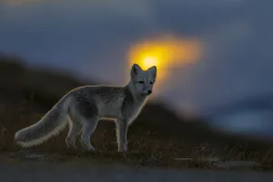 Arctic Fox (Alopex / Vulpes lagopus) at sunset, during moult from grey summer fur to winter white Arctic Fox (Alopex / Vulpes lagopus) at sunset, during moult from grey summer fur to winter white
