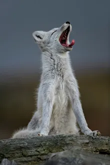 Arctic Fox (Alopex / Vulpes lagopus) yawning, during moult from grey summer fur to winter white Arctic Fox (Alopex / Vulpes lagopus) yawning, during moult from grey summer fur to winter white