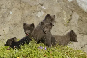 Arctic fox cubs (Alopex lagopus) Hornvik, Westfjords, Iceland. July Arctic fox cubs (Alopex lagopus) Hornvik, Westfjords, Iceland. July