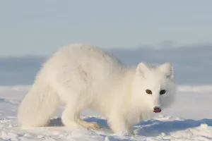Arctic fox (Vulpes / Alopex lagopus) adult scavenges for food under the snow, 1002 Arctic fox (Vulpes / Alopex lagopus) adult scavenges for food under the snow, 1002