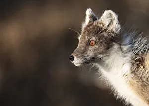 Arctic fox (Vulpes / Alopex lagopus) portrait, Spitsbergen, Svalbard, Norway, June 2009 Arctic fox (Vulpes / Alopex lagopus) portrait, Spitsbergen, Svalbard, Norway, June 2009