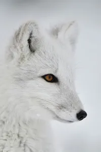 Arctic fox (Vulpes lagopus) portrait of juvenile, winter pelage. Dovrefjell National Park, Norway Arctic fox (Vulpes lagopus) portrait of juvenile, winter pelage. Dovrefjell National Park, Norway