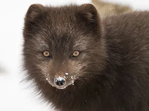 Arctic fox (Vulpes lagopus) portrait with snow on its nose, blue morph in winter coat Arctic fox (Vulpes lagopus) portrait with snow on its nose, blue morph in winter coat