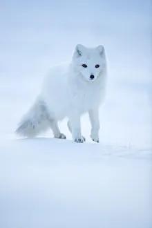 Arctic Fox (Vulpes lagopus) portrait in winter coat, Svalbard, Norway, April Arctic Fox (Vulpes lagopus) portrait in winter coat, Svalbard, Norway, April