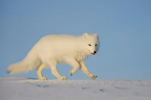 Arctic fox (Vulpes lagopus) running across snow, Taymyr Peninsula, Siberia, Russia Arctic fox (Vulpes lagopus) running across snow, Taymyr Peninsula, Siberia, Russia