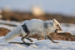 Arctic fox (Vulpes lagopus) with Snow goose egg in mouth, mid moult from winter to summer fur Arctic fox (Vulpes lagopus) with Snow goose egg in mouth, mid moult from winter to summer fur