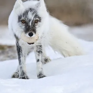 Arctic fox (Vulpes lagopus) with Snow goose egg in mouth, mid moult from winter to summer fur Arctic fox (Vulpes lagopus) with Snow goose egg in mouth, mid moult from winter to summer fur