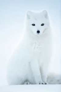 Arctic Fox (Vulpes lagopus), in winter coat portrait, Svalbard, Norway, April Arctic Fox (Vulpes lagopus), in winter coat portrait, Svalbard, Norway, April