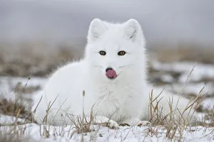 Arctic fox (Vulpes lagopus) in winter fur, licking nose, Wrangel Island, Far Eastern Russia Arctic fox (Vulpes lagopus) in winter fur, licking nose, Wrangel Island, Far Eastern Russia