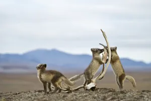 Arctic foxes (Vulpes lagopus) juveniles playing, in summer coat, Wrangel Island Arctic foxes (Vulpes lagopus) juveniles playing, in summer coat, Wrangel Island