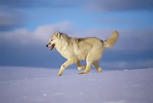 Arctic grey wolf {Canis lupus arctos} running through snow, USA. captive Arctic grey wolf {Canis lupus arctos} running through snow, USA. captive