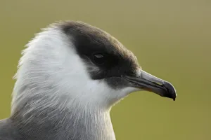 Arctic skua (Stercorarius parasiticus) head portrait, Bjrndalen, Svalbard, Norway Arctic skua (Stercorarius parasiticus) head portrait, Bjrndalen, Svalbard, Norway
