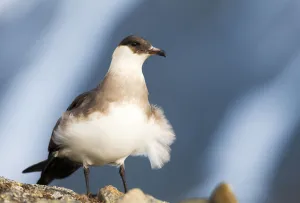 Arctic skua (Stercorarius parasiticus) with wind blowing feathers, Spitsbergen, Svalbard Arctic skua (Stercorarius parasiticus) with wind blowing feathers, Spitsbergen, Svalbard