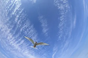 Arctic Tern (Sterna paradisaea) flying overhead. Farne Islands, Northumberland, UK. May Arctic Tern (Sterna paradisaea) flying overhead. Farne Islands, Northumberland, UK. May