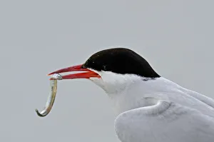 Arctic Tern (Sterna paradisaea) with sand eel in beak. Farne Islands, Northumberland Arctic Tern (Sterna paradisaea) with sand eel in beak. Farne Islands, Northumberland