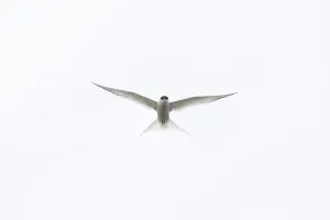 Arctic Tern (Sterna paradisaea) against white sky, Farne Islands, Northumberland Arctic Tern (Sterna paradisaea) against white sky, Farne Islands, Northumberland