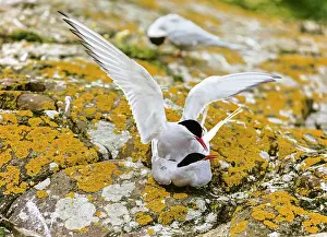 Farne Islands Wildlife Prints: Arctic terns (Sterna paradisaea) pair mating, Farne Islands, Northumberland, England, UK