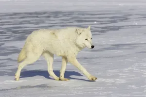Arctic wolf (Canis lupus arctos) walking on snow, captive Arctic wolf (Canis lupus arctos) walking on snow, captive