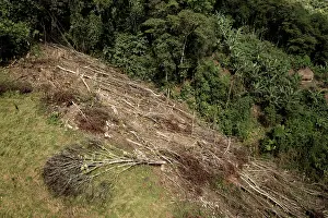 Latin America Environmental Issues Prints: Area of deforestation in the Buritaca valley