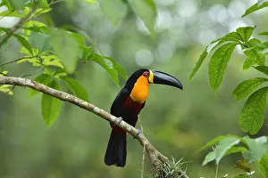 Ariel toucan (Ramphastos ariel) perched on branch, Atlantic Rainforest, Rio de Janeiro city Ariel toucan (Ramphastos ariel) perched on branch, Atlantic Rainforest, Rio de Janeiro city