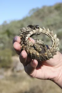 Armadillo girdled lizard (Cordylus cataphractus) coiled up in defensive posture in Armadillo girdled lizard (Cordylus cataphractus) coiled up in defensive posture in