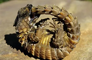 Armadillo Lizard (Cordylus cataphractus) biting its own tail while trying to Armadillo Lizard (Cordylus cataphractus) biting its own tail while trying to