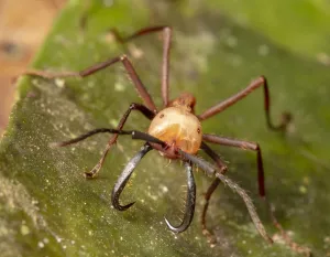 Army ant (Eciton burchellii) carrying prey, Copalinga Reserve, Ecuador Army ant (Eciton burchellii) carrying prey, Copalinga Reserve, Ecuador