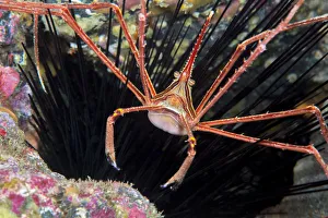 Arrow crab (Sternorhynchus lanceolatus). Tenerife, Canary Islands Arrow crab (Sternorhynchus lanceolatus). Tenerife, Canary Islands