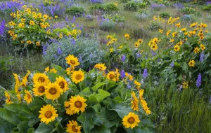 Arrowleaf balsamroot (Balsamorhiza sagittata) and lupins (Lupinus sp Arrowleaf balsamroot (Balsamorhiza sagittata) and lupins (Lupinus sp