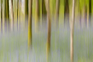 Artistic shot of immature woodland and bluebells at Broxwater, Cornwall, UK. April Artistic shot of immature woodland and bluebells at Broxwater, Cornwall, UK. April