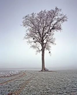 Ash tree (Fraxinus excelsior) covered in frosted, Picardy, Laon, France Ash tree (Fraxinus excelsior) covered in frosted, Picardy, Laon, France