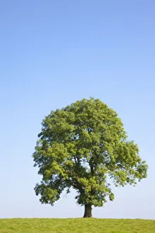 Ash Tree (Fraxinus excelsior) growing in a field. Peak District National Park, Derbyshire Ash Tree (Fraxinus excelsior) growing in a field. Peak District National Park, Derbyshire