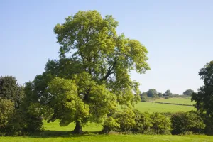 Ash Tree (Fraxinus excelsior) growing in a field. Peak DIstrict National Park, Derbyshire Ash Tree (Fraxinus excelsior) growing in a field. Peak DIstrict National Park, Derbyshire