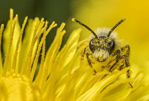 Ashy mining bee (Andrena cineraria), feeding on Dandelion (Taraxacum offinicale) Monmouthshire Ashy mining bee (Andrena cineraria), feeding on Dandelion (Taraxacum offinicale) Monmouthshire