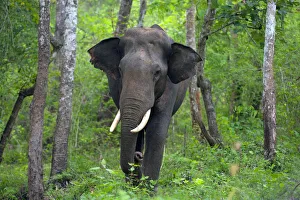 Asian Elephant (Elephas maximus) male, India Asian Elephant (Elephas maximus) male, India