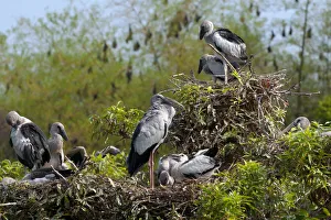 Asian Open-bill Stork (Anastomus oscitans), adults and young birds at colony, with Asian Open-bill Stork (Anastomus oscitans), adults and young birds at colony, with